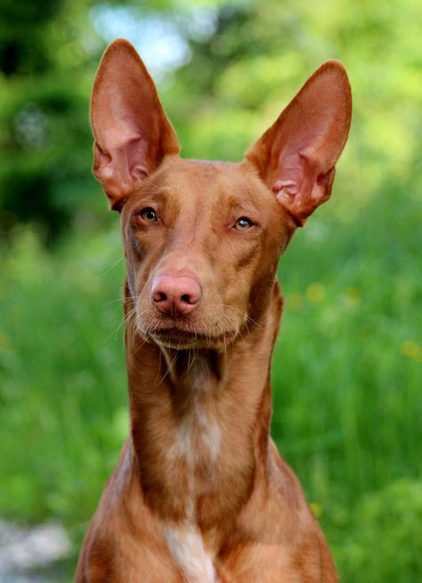 Pharaoh Hound Dog Breeds Pictures, Canine Drawing, Pharaoh Hound, Dog Anatomy, Interesting Animals, Hound Dog, Dog Drawing, Family Pet, Dog Portraits