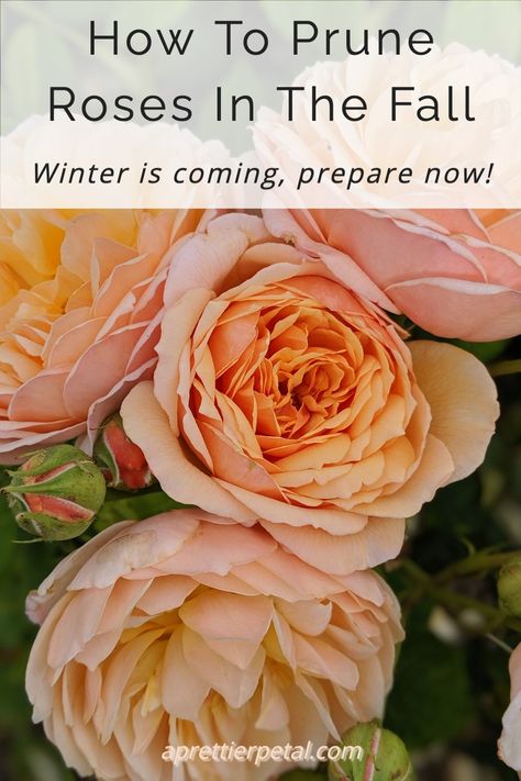 Floribunda Rose Bush Care, Rose Pruning Winter, How To Prune Lilac Bush, Pruning Roses For Winter, How To Trim Rose Bushes For Winter, When To Prune Rose Bushes, How To Care For Roses Bushes, How To Prune Roses For Winter, How To Prune A Rose Bush