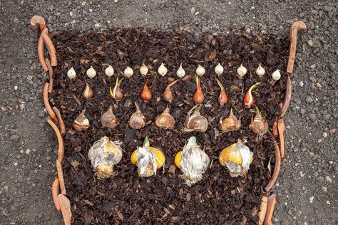 How to Plant a Bulb Lasagne | Sarah Raven Bulb Lasagna, Bulb Lasagne, Bulb Garden, Bulb Planting, Lasagna Gardening, Flower Mix, Amaryllis Bulbs, Parrot Tulips, Spring Flowering Bulbs