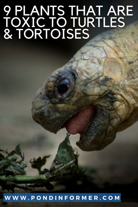 Guide to 9 plants that are toxic & poisonous to tortoises & turtles, such as asparagus fern, boxwood, and sweet pea. Sulcata Tortoise Care, Baby Tortoise Habitat Indoor, Sulcata Tortoise Diet, Russian Tortoise Care, Redfoot Tortoise, Pet Turtle Care, Hermann Tortoise, Pet Tortoise, 1954 Chevy Truck