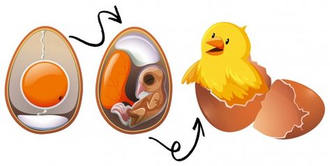 Chicken egg life cycle | Premium Vector #Freepik #vector #background #food #nature #cartoon Chicken Life Cycle, Hatching Chicks, Zestaw Ikon, Chicken Life, Chickens And Roosters, Buffalo Chicken Dip, Chicken Eggs, Buffalo Chicken, Life Cycle