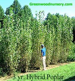 Poplar Hybrid Fast Growing Trees Image Poplar Tree Landscaping, Hybrid Poplar Tree, Backyard Trees Landscaping, Fast Growing Shade Trees, Hedge Trees, Privacy Hedges, Thuja Green Giant, Bushes And Shrubs, Growing Trees