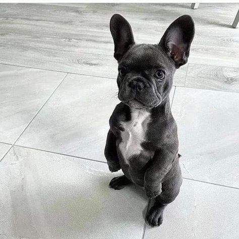 Lilac French Bulldog, Big Dogs Breeds, Biggest Dog In The World, Baby French Bulldog, Biggest Dog, Cute Fluffy Dogs, Cute Dogs Images, Very Cute Puppies, Really Cute Puppies