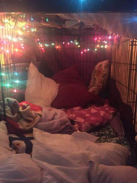 Puppy Crate Aesthetic, Pet Play Dog Cage, Puppy Space Aesthetic, Petspace Puppy, Human Cage Aesthetic, Petspace Aesthetic, Pup Regressor, Puppy Play Aesthetic, Puppy Girl Aesthetic