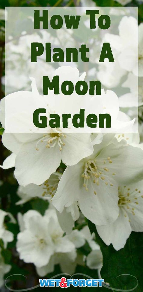 Garden Netting, Moon Garden, Night Garden, Beautiful Flowers Garden, Beautiful Backyards, Flowers Wallpaper, White Gardens, Gardening For Beginners, Shade Garden