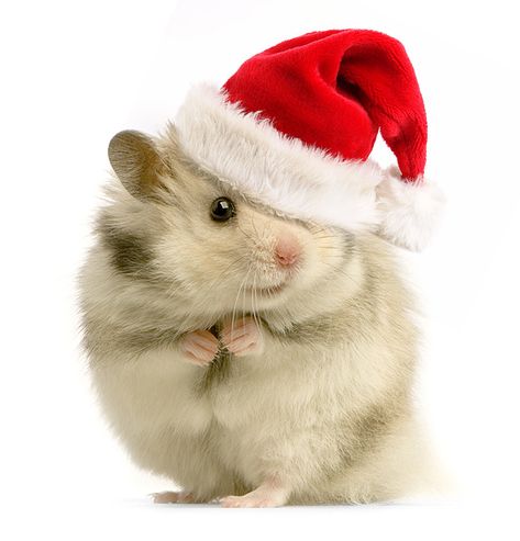 Pet Christmas Pictures, Hamster Wallpaper, Hamster Christmas, Christmas Hamster, Christmas Pet Photos, Xmas Images, Funny Christmas Pictures, Baby Hamster, Hamster Treats