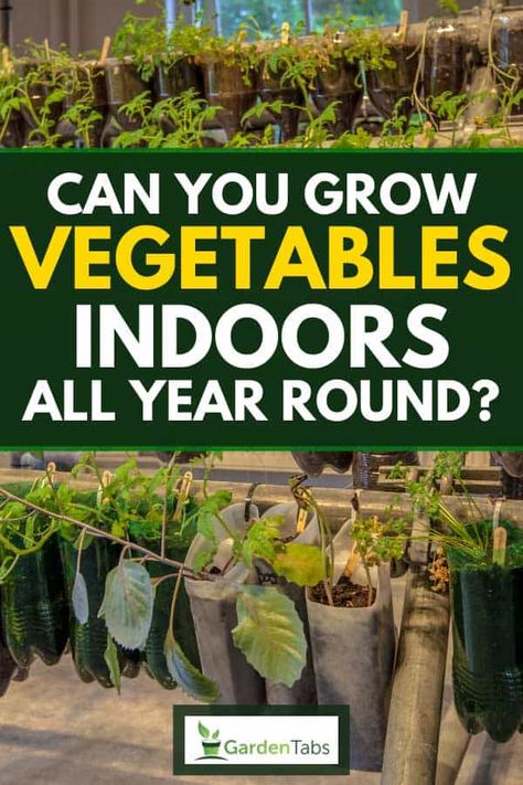 Grow Vegetables Indoors, How To Grow Vegetables, Growing Vegetables Indoors, Growing Food Indoors, Growing Spinach, Growing Vegetables In Pots, Indoor Vegetables, Shop Lights, Grow Vegetables