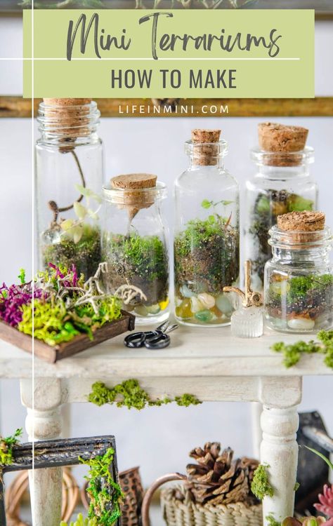 Take your love of gardening to a whole new level, a tiny level and learn how to make mini terrariums. You can choose to make a closed or an open terrarium using live moss to create a miniature living garden in a bottle. -- FamilySpice.com Garden In A Bottle, Closed Terrarium Plants, Fairy Terrarium, Terrarium Gifts, Bottle Terrarium, Open Terrariums, Terrarium Jar, Living Garden, Miniature Terrarium