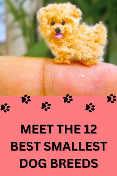 MEET THE 12 BEST SMALLEST DOG BREEDS Smallest Dog Breeds, Smallest Dog, Best Small Dog Breeds, Best Small Dogs, Airplane Travel, Small Dog Breeds, Small Breed, Pet Lovers, Small Apartments