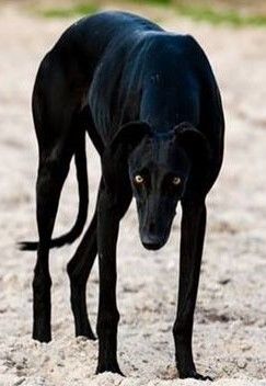 Black Greyhound Dog, Rescue Greyhound, Black Greyhound, Sight Hounds, Greyhound Art, Greyhound Dog, Grey Hound Dog, Airedale Terrier, Italian Greyhound