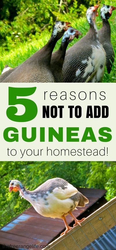 Homestead Livestock, Guinea Hens, Urban Chicken Farming, Homestead Animals, Raising Farm Animals, Raising Goats, Guinea Fowl, Free Range Chickens, Game Birds