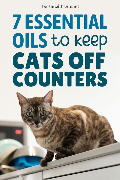 Wondering if you can use essential oils to keep your cat off the counter? You can! We've got 7 options and how to stay safe. Essential Oil Cat Repellent, Cat Repellent Spray Essential Oils, Natural Cat Deterrent, Keep Cat Off Counter, Cat Deterrent Spray Essential Oils, Keep Cats Off Counter, Cat Safe Essential Oils, How To Keep Cats Off Counters, Keeping Cats Off Counters