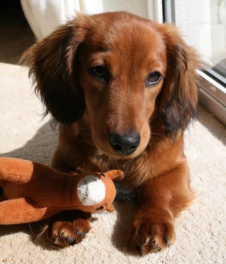 Daschund. This is looking like a finalist breed for us in the next few months. :) Long Haired Miniature Dachshund, Daschund Puppies, Dachshund Training, Doxie Puppies, Dachshund Breed, Dachshund Funny, Clever Dog, Dachshund Puppy Miniature, Miniature Dachshunds