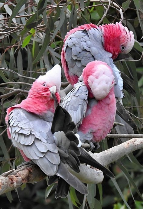 Galah,also known as the pink and grey cockatoo or rose breasted cockatoo. Order: Psittaciformes Family:Cacatuidae Genus:Eolophus Species: Eolophus roseicapilla Distribution: Australia Rose Breasted Cockatoo, The Pink, Pink Grey, Ideas Style, Home Ideas, Or Rose, Parrot, Diy Projects, Style Inspiration