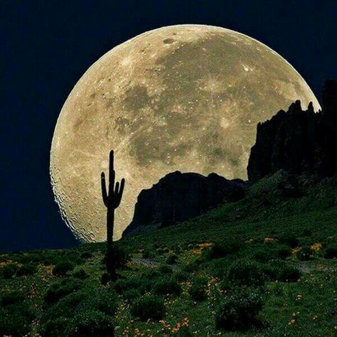 Cactus moon Pixel Photography, Desert Moon, Fotografi Kota, Shoot The Moon, Moon Moon, Moon Pictures, Sun Moon Stars, Good Night Moon, Moon Rise