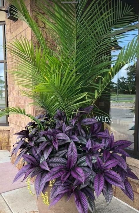 Persian Shield Plant Container Gardening, Persian Shield Plant, Restaurant Terrace, Backyard Plans, Backyard Plan, Potted Plants Outdoor, Container Ideas, Above Ground Pool Decks, Living Room Sofa Design