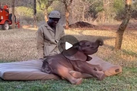 𝙀𝙡𝙚𝙥𝙝𝙖𝙣𝙩𝙨 𝙒𝙤𝙧𝙡𝙙 🐘 on Instagram: "How cute is this! 🥹😍❤️ ▪️ 🐘 𝐓𝐚𝐠 𝐚𝐧 𝐄𝐥𝐞𝐩𝐡𝐚𝐧𝐭 𝐥𝐨𝐯𝐞𝐫 𝐚𝐧𝐝 𝐬𝐡𝐚𝐫𝐞 🐘 ▪️  𝐈𝐟 𝐲𝐨𝐮 𝐥𝐨𝐯𝐞 𝐄𝐥𝐞𝐩𝐡𝐚𝐧𝐭𝐬 𝐭𝐡𝐞𝐧 𝐝𝐨 𝐟𝐨𝐥𝐥𝐨𝐰 👇  @elephantsofworld  ▪️  ▪️  ▪️ 1 video: sheldricktrust 2 image: DM for credit  ▪️  ▪️  ▪️ ➖ ➖ ➖ ➖ ➖ ➖ ➖ ➖ ➖ ➖ ➖ ➖ #elephant #elephantlove #elephants #elephantlover #elephantlovers #elephantfamily #elephantsofworld #elephantparade #elephantjournal #elephantsantuary #elephantbaby#elephantorphanage #elephant🐘 #elephantears #elephantrock #elephantbar #elephantear #elephantear #elephantcamp #elephantjunglesanctuary #elephantarmy#elephantrescue #elephantconservation #elephantshirt #elephantandcastle #elephantpants #elephantsafari #elephantday" Elephant World, Elephant Camp, Elephant And Castle, Elephant Rock, Elephant Parade, Elephant Pants, Elephant Shirt, Elephant Journal, Elephant Lover