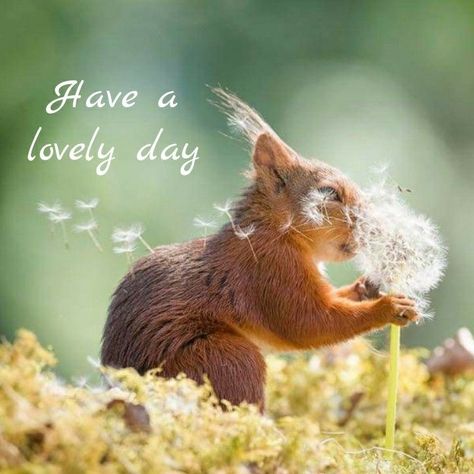 Good Morning Squirrel, Timesheet Reminder, Squirrel Memes, Inspirational Friend Quotes, Cute Good Morning Gif, Accounting Humor, Good Morning Funny Pictures, Have A Lovely Day, Cute Good Morning Quotes