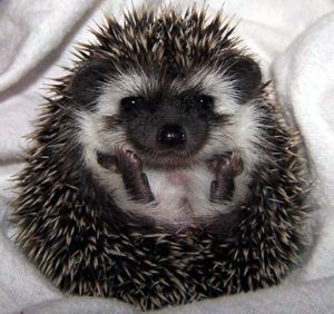 Black Hedgehogs | algerian black the quills are cream heavily banded by black and rust ...