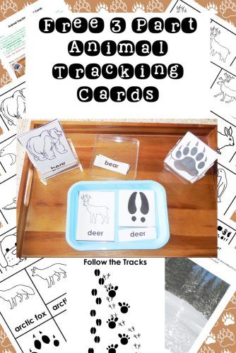 Free Montessori Printables, Animal Detective, Animal Tracks In Snow, Backyard Science, Forest Animals Preschool, Montessori Zoology, Montessori Science, Montessori Printables, Animal Footprints