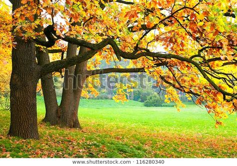 Descubra Árboles de otoño imágenes de stock en HD y millones de otras fotos, ilustraciones y vectores en stock libres de regalías en la colección de Shutterstock.  Se agregan miles de imágenes nuevas de alta calidad todos los días. Fall Landscaping, Fall Yard, Waterfall Wallpaper, Elephant Wallpaper, Golden Time, Forest Wall Mural, Outdoor Holidays, Forest Wallpaper, Kids Wall Murals