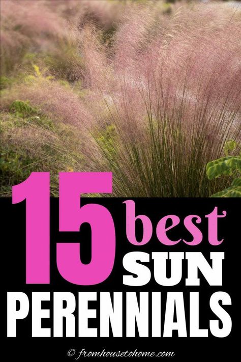 GREAT list of full sun perennials that are easy to care for and low maintenance plants. Perfect for the lazy gardener (like me!) who doesn't want to spend all summer landscaping the garden border. Click through to find out what they are. #fromhousetohome #perennials #gardeningtips #gardenideas #lowmaintenancegarden #sunperennials Full Sun Perennials Low Maintenance, Low Maintenance Perennials, Full Sun Landscaping, Perennials Low Maintenance, Full Sun Garden, Shasta Daisies, Creeping Phlox, House To Home, Full Sun Perennials