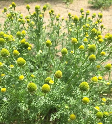 Complete Guide to Foraging and Using Pineapple Weed: Identification, Benefits, and Recipes Wild Chamomile, Chamomile Growing, Medicinal Weeds, Personal Garden, Wild Foraging, Wild Food Foraging, Pineapple Planting, Calendula Benefits, Edible Wild Plants