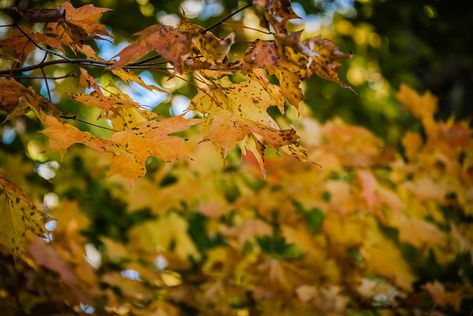 Connor Prairie Interactive History Park - Cyndy McAtee Photography Indiana, I Hope, I Love, History, Photography, Travel, Beauty