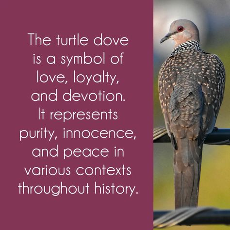 turtle dove symbolism, dove turtle spiritual meaning, spiritual meaning, spirituality, spiritual, doves, turtle doves, animal symbolism Turtle Dove Meaning, Dove Symbolism, Find Your Spirit Animal, Spirit Animal Meaning, Animal Meanings, Unicorn Cross Stitch Pattern, Turtle Dove, Spiritual Animal, Animal Spirit Guides