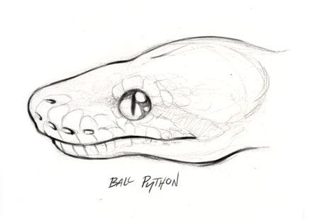 Python Head, Python Drawing, Snake Drawing, Head Drawing, Snake Art, Ball Python, Animal Sketches, Burmese, Drawing Techniques