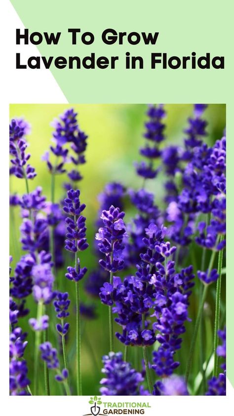 Plant Lavender Outdoors, Growing Lavender In Florida, When To Plant Lavender Outside, When To Plant Lavender, Spanish Lavender Care, Spanish Lavender Plant Care, Lavender Companion Plants, Lavender Plant Care, How To Propagate Lavender