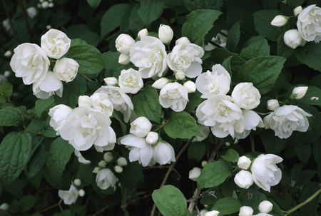 White flowers of the sweet mock orange shrub. Philadelphus coronarius - 12+ feet P. Virginalis - dwarf variety of the shrub Spring blooms. Shrubs With White Flowers, Bush With White Flowers, Mock Orange Shrub, White Flowering Shrubs, White Flowers Garden, Small Flower Gardens, Flowering Bushes, Mock Orange, White Plants