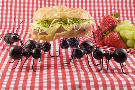 Ants Stealing Picnic Food. A group of ants stealing a sandwich from a picnic, co #Sponsored , #sponsored, #Ad, #Picnic, #Ants, #sandwich, #Food Cabbage Worms, Best Pest Control, Flea Prevention, Bug Control, Bees And Wasps, Natural Pest Control, Pest Management, Insect Control, Humming Bird Feeders