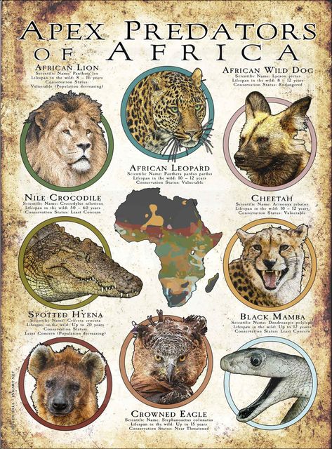 Apex Predators of Africa Poster Print Hyena Tattoo, Informative Poster, Drama Journal, Galapagos Shark, Africa Poster, Animal Infographic, Texas Animals, Types Of Sharks, Species Of Sharks