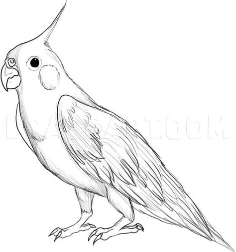 How To Draw A Cockatiel, Step by Step, Drawing Guide, by Dawn | dragoart.com Drawing Birds Easy, Draw A Bird, Bird Sketch, Bird Coloring Pages, White Drawing, Guided Drawing, Animal Sketches, Black And White Drawing, Bird Drawings