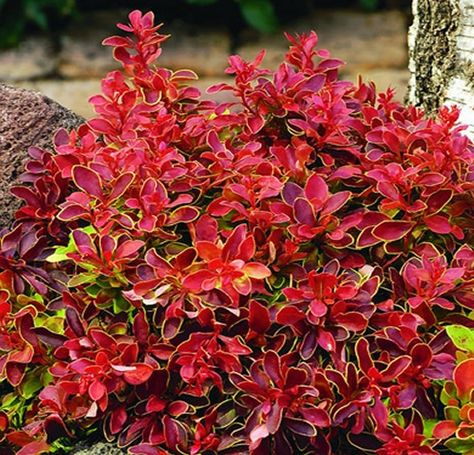 Berberis thunbergii atropurpurea Admiration Berberis Thunbergii, Japanese Barberry, Small Pink Flowers, Fall Fruits, Plant Supplies, Garden Shrubs, Garden Greenhouse, Gardening Advice, Leaf Coloring