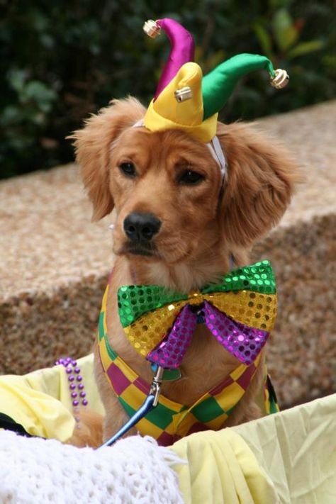 Mardi Gras Dog, Dog Parade, Pet Parade, Mardi Gras Costumes, Mardi Gras Parade, Dog Photoshoot, Mardi Gras Decorations, Mardi Gras Beads, Mardi Gras Party