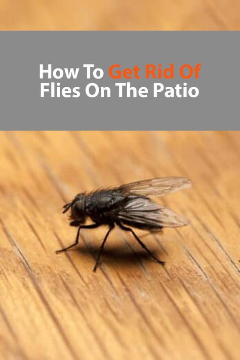 How To Get Rid Of Flies On The Patio Kill Flies Outside, How To Get Rid Of Flies In Backyard, Deter Flies Outside, How To Deter Flies Outside, Outdoor Fly Repellent, Fly Deterrent Outside, Diy Fly Repellent Outdoor, How To Get Rid Of Flies Outside Patio, Natural Fly Repellent Outdoors