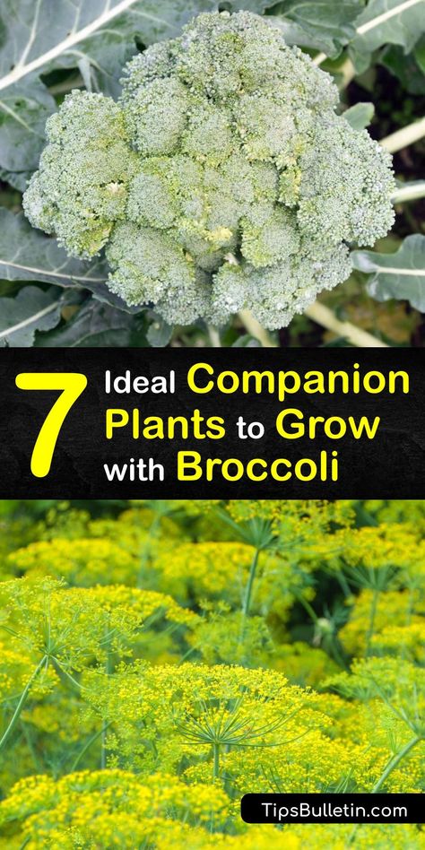 Companion Planting Broccoli, What To Plant With Broccoli, Broccoli Companion Plants, Planting Broccoli, How To Grow Broccoli, Grow Broccoli, Broccoli Plant, Cabbage Plant, Growing Broccoli