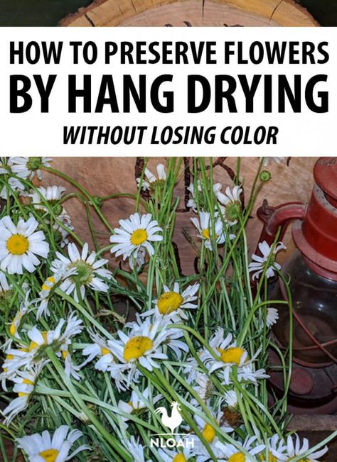 How To Dry Plants For Decoration, How To Preserve Greenery, Flowers That Can Be Dried, Storing Dried Flowers, Drying Wildflowers, How To Dry Flowers And Keep Color, How To Dry Out Flowers, Save Flowers, Herbal Crafts