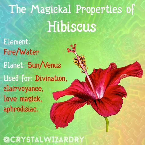 The magickal properties of Hibiscus.   Element: Fire/Water Planet: Sun/Venus Used for: Divination, clairvoyance, love magick, aphrodisiac.  #greenwitch #greenwitchcraft #greenwitchery #herbalmagick #herbwitch #magickal #witchy #witchthings #crystalwizardry