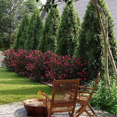 Warm-Climate Privacy Garden Kits for Sale | BrighterBlooms.com Thuja Green Giant, Emerald Green Arborvitae, Hydrangea Shrub, Arborvitae Tree, Privacy Trees, Privacy Plants, Privacy Landscaping, Easy Landscaping, Fast Growing Trees