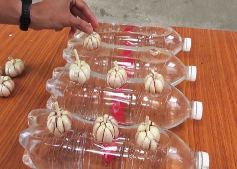 Garlic placed in the water bottles ready to be harvested in a week Grow Garlic In Water, Grow Garlic Indoors, Garlic Farm, Grow Garlic, Planting Garlic, Plastic Jugs, Garlic Scapes, Growing Garlic, Planting Pots