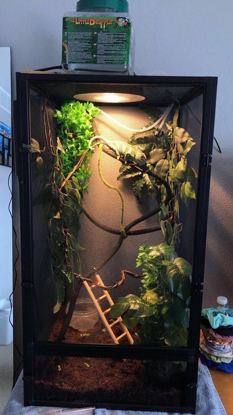 Pet Chameleon Cage, Cuban False Chameleon Enclosure, Snake Cage Aesthetic, Chameleon Set Up, Lizard Cage Ideas, Pet Camilion, Chameleon Habitat Ideas, Chameleon Terrarium Ideas, Leachie Gecko Enclosure