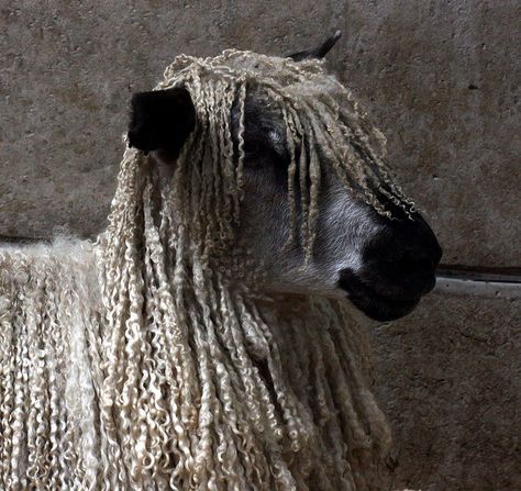 Rasta sheep!!      by The Big Sister, via Flickr Baa Baa Black Sheep, Sheep Breeds, Sheep Art, Counting Sheep, Sheep And Lamb, The Good Shepherd, Big Sister, Sheep Wool, Beautiful Creatures