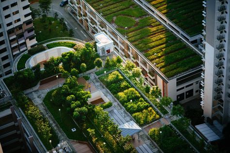 Gallery of 50 Shades of Green: The Contradictions of Greenwashing in Architecture - 4 Modern Homesteading, Urban Heat Island, Green Roofs, Living Roofs, Sustainable City, Roof Construction, Green Technology, Green City, Roofing Systems