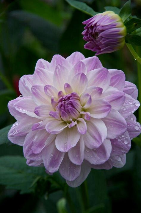 Garden Dahlia, Very Beautiful Flowers, Scrapbook Flowers, Garden Pictures, Flower Therapy, Dahlia Flower, All Flowers, Flower Beauty, Beautiful Blooms