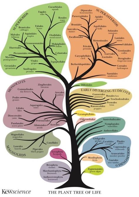 Plant tree of life - Kew Conservation Of Natural Resources, Plant Tree, Climate Action, Nature Conservation, Prehistoric Creatures, Propagating Plants, Plant Illustration, Zoology, All About Plants