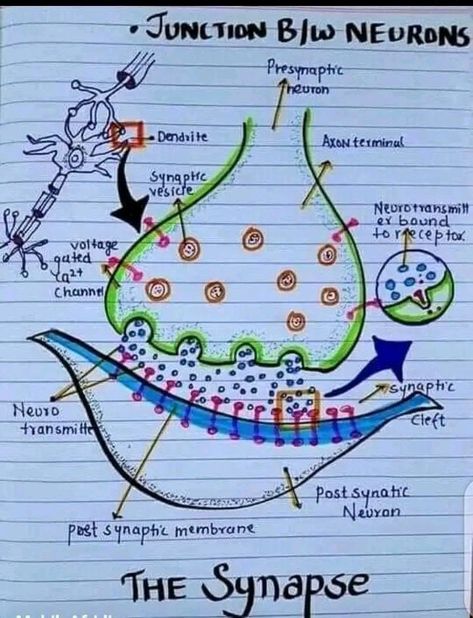 The synapse junction between the two neurons biology notes Neuromuscular Junction Diagram, Neuromuscular Junction Notes, Neuron Diagram, Neuromuscular Junction, Brain Neurons, Biology Diagrams, Hand Written Notes, Learn Biology, Medical Assistant Student