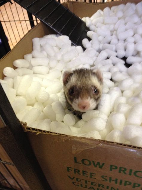 Ferret Enrichment Diy, Ferret Enrichment, Ferret Playpen, Pet Enrichment, Ferret Diy, Ferrets Care, Animal Enrichment, Funny Ferrets, Cute Ferrets